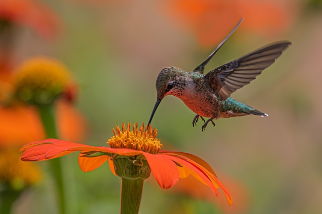 Researchers Attempt First-Ever Full Tracking of Hummingbird’s 4,000-Mile Migration from Alaska to Mexico